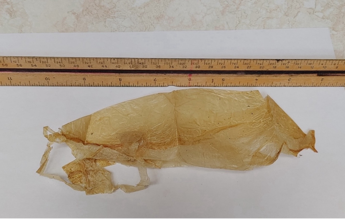 This is my photograph of an actual caul from the father of my sister-in-law.  